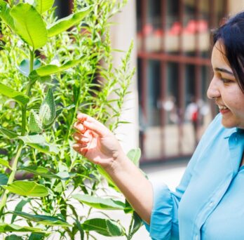 Student touching a plant on UIC's east campus.
                  