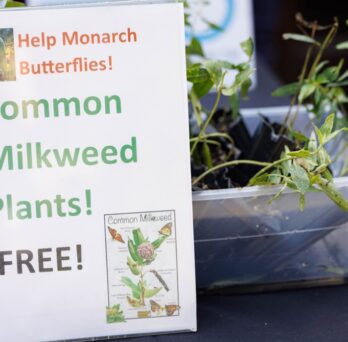 A sign promoting free milkweed plants sits in front of a contain with plants.
                  